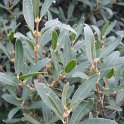 Phillyrea latifolia